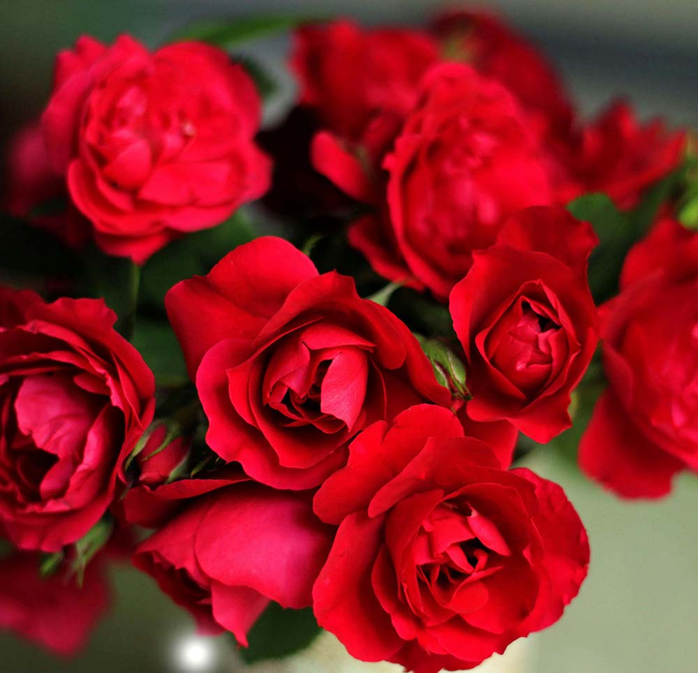 Roda Rosor Till Camilla