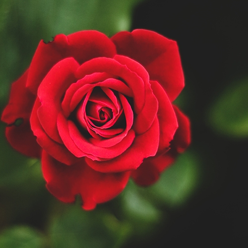 Red Rose